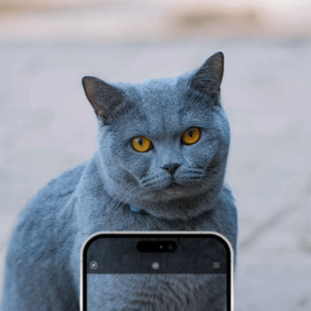 Animation of a person taking a photo of a cat
